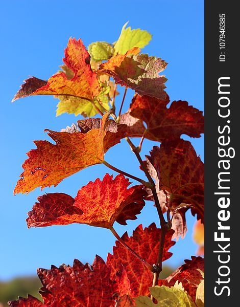 Leaf, Autumn, Maple Leaf, Sky