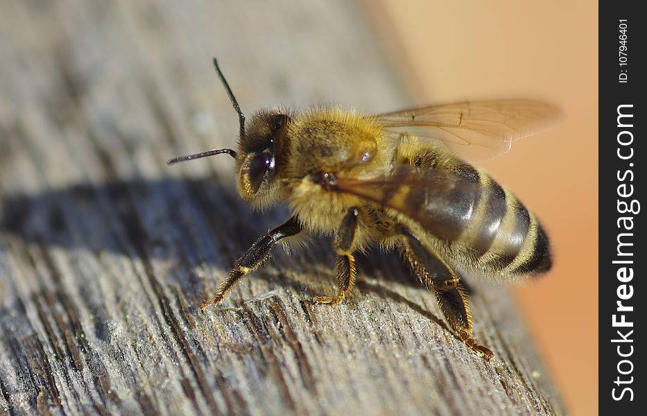Insect, Bee, Honey Bee, Invertebrate