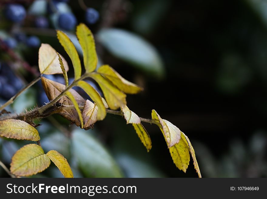 Leaf, Yellow, Flora, Branch