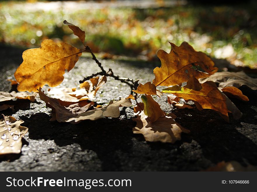 Leaf, Autumn, Deciduous, Fungus