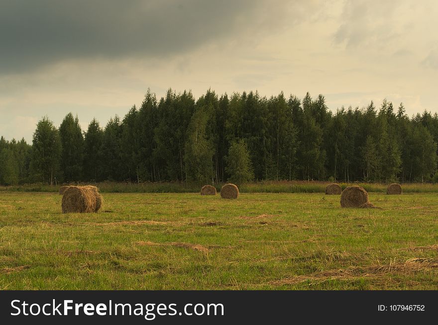 Hay, Grassland, Pasture, Field