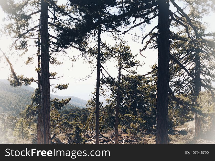 Troodos Nature Trails. The walking trails of the Troodos area, are of immense beauty and peace. Feel the unpolluted and clean air, the beauty of the forest and be ready for unique experiences, in natural waterfalls and places where, you can become one with nature!