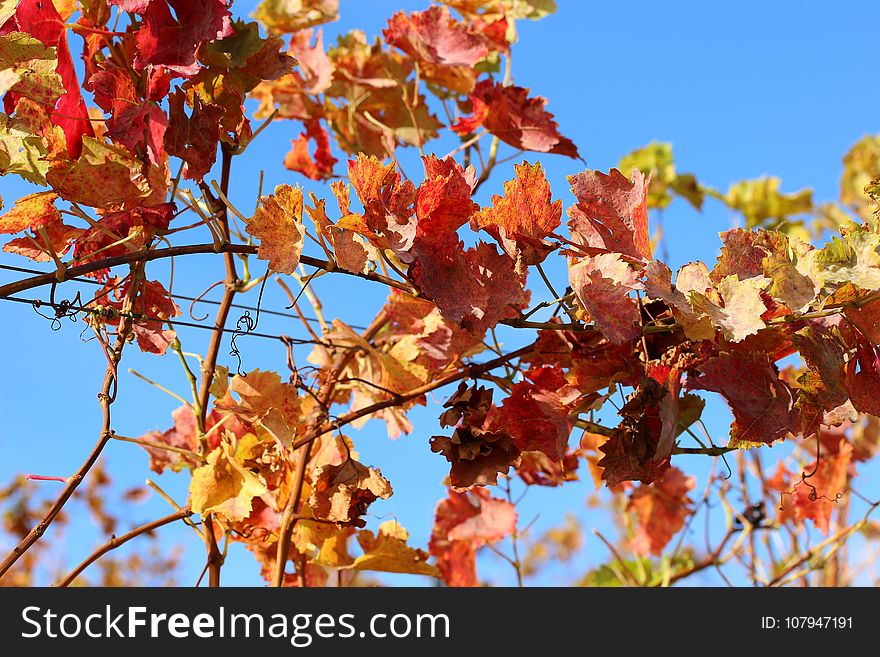 Branch, Flora, Spring, Tree