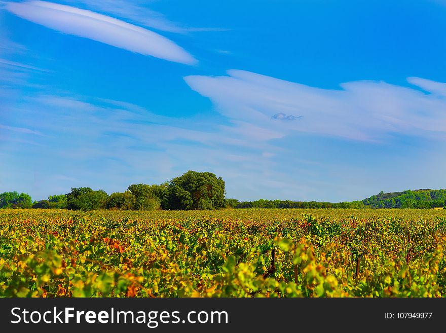 Sky, Field, Grassland, Ecosystem