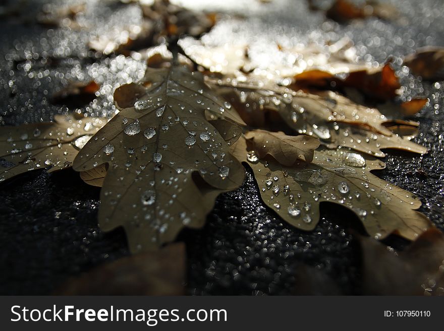 Water, Leaf, Close Up, Drop