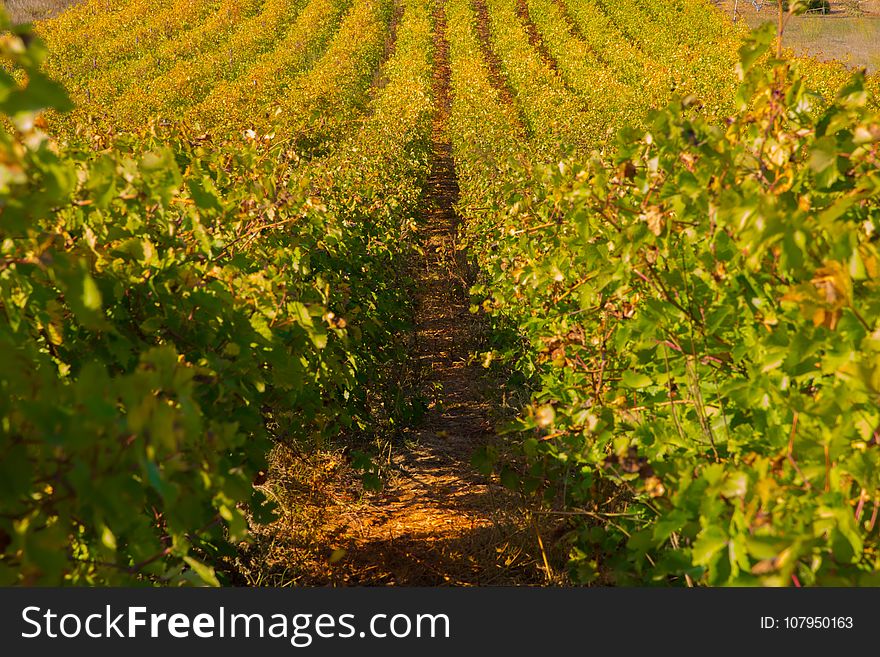 Agriculture, Vineyard, Crop, Field
