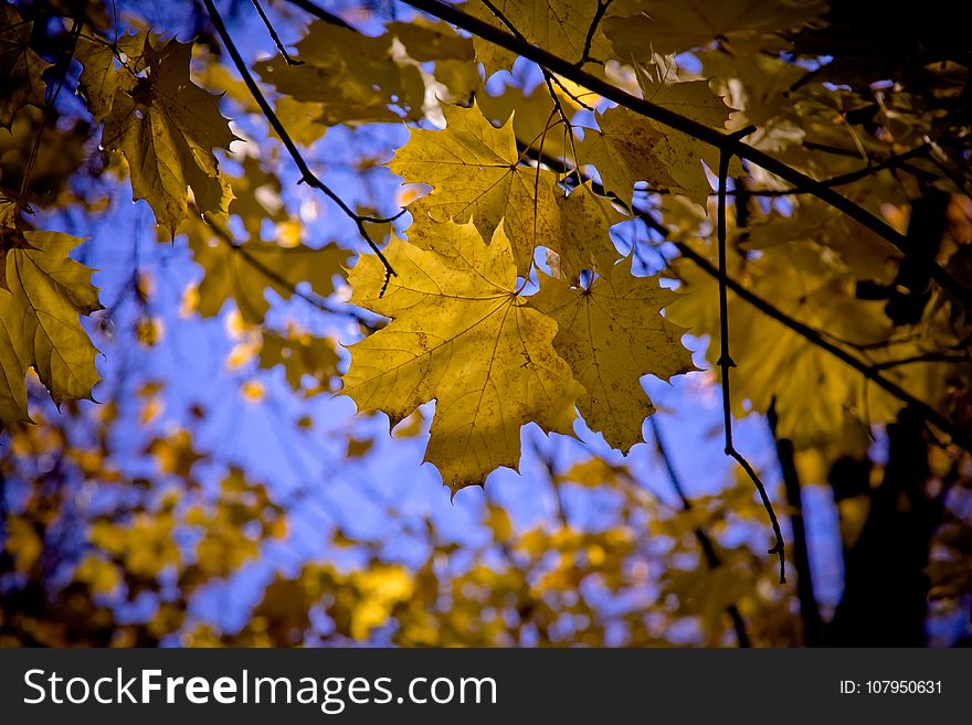 Leaf, Nature, Yellow, Autumn