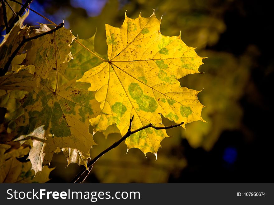 Leaf, Maple Leaf, Yellow, Autumn