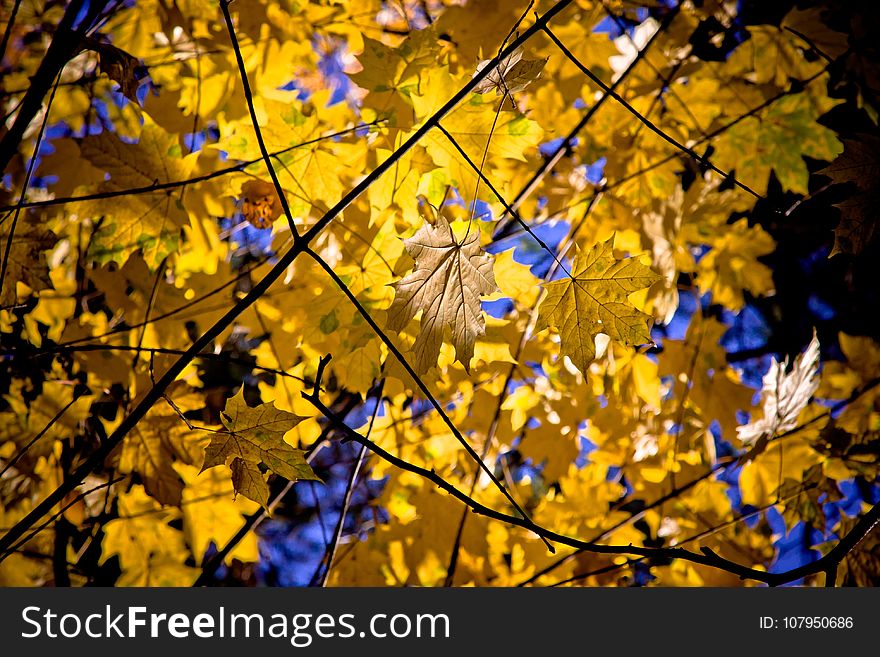 Leaf, Branch, Nature, Yellow