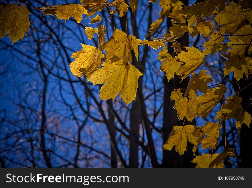 Leaf, Yellow, Nature, Autumn