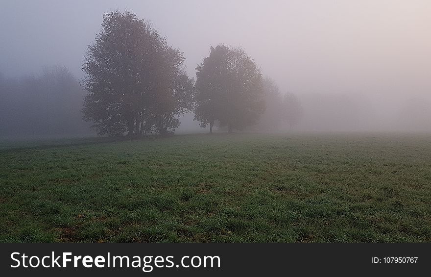 Fog, Mist, Morning, Atmosphere