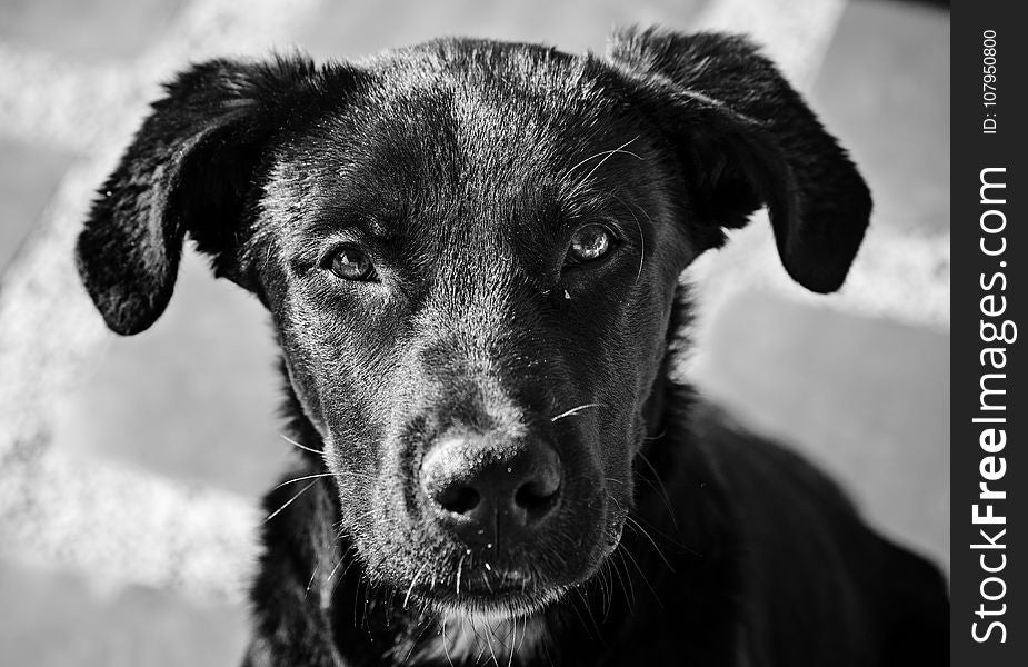 Dog, Black, Black And White, Dog Breed