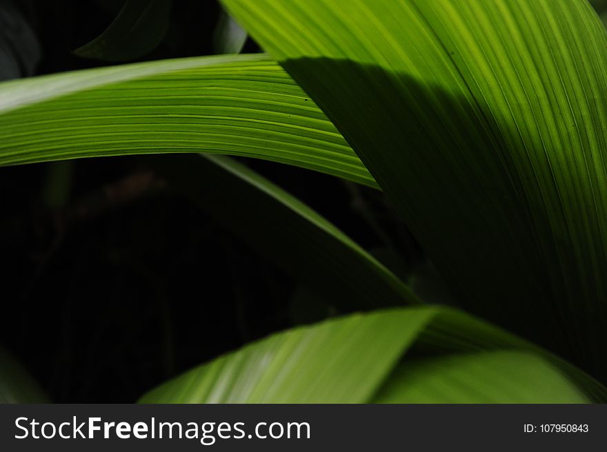 Leaf, Plant, Close Up, Banana Leaf