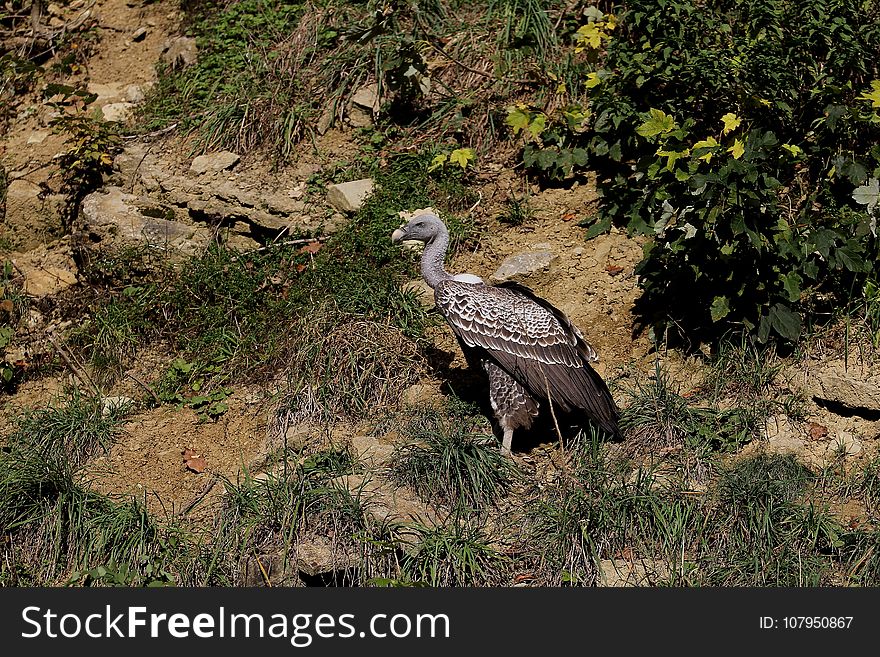 Bird, Ecosystem, Fauna, Nature Reserve