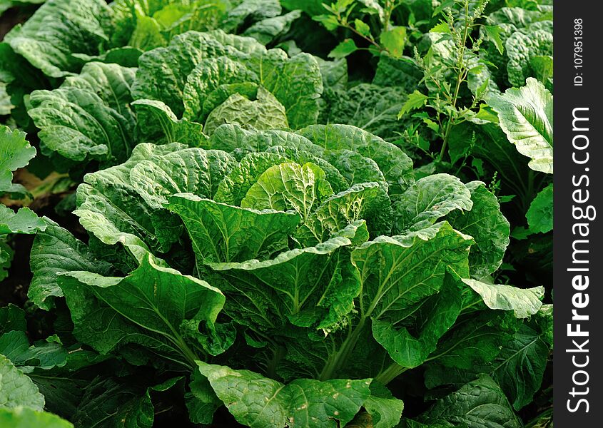 Green chinese cabbage crops in growth at field