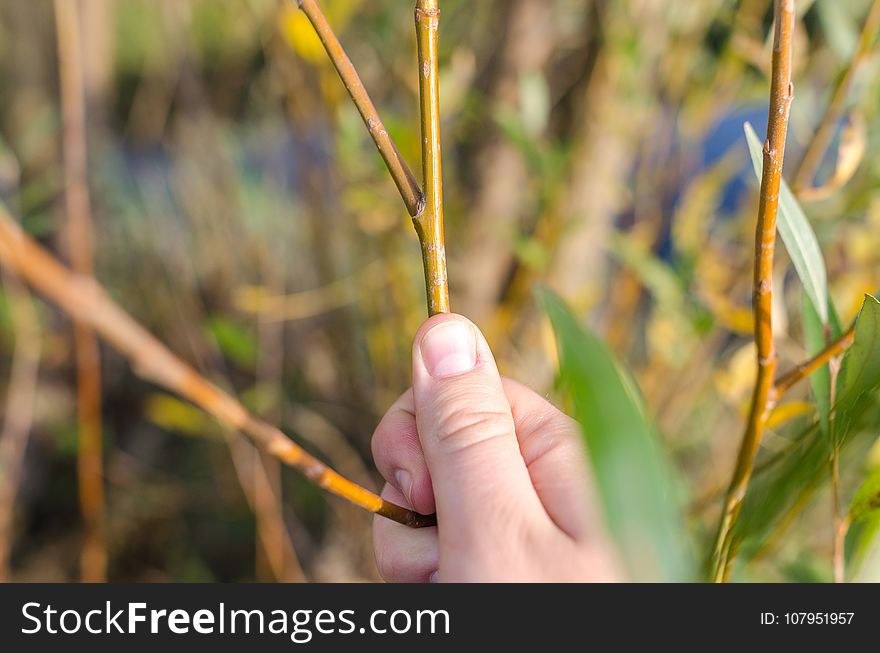 Plant, Grass Family, Grass, Leaf