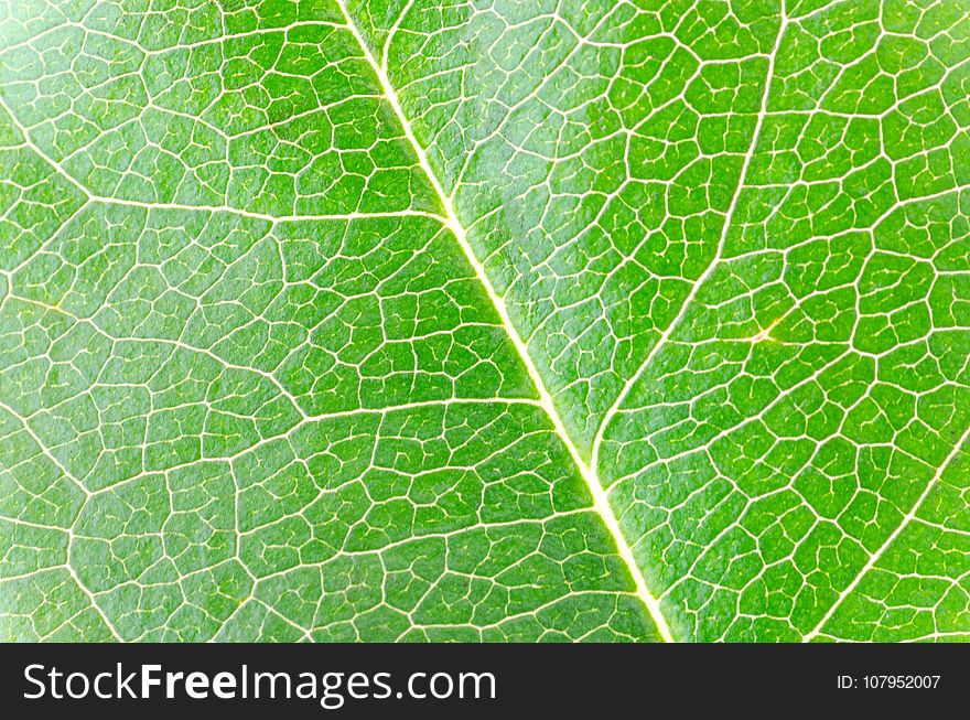 Leaf, Plant, Pattern, Plant Pathology