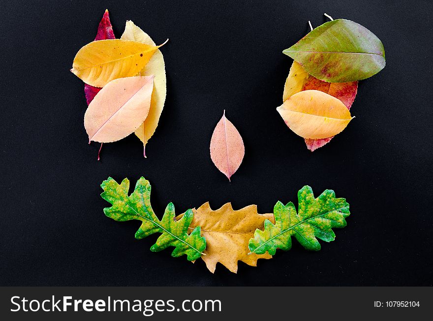 Leaf, Petal, Flower, Fruit