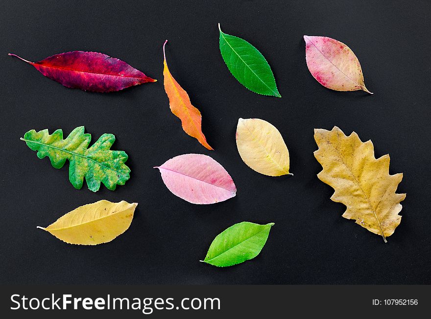 Leaf, Petal, Still Life Photography