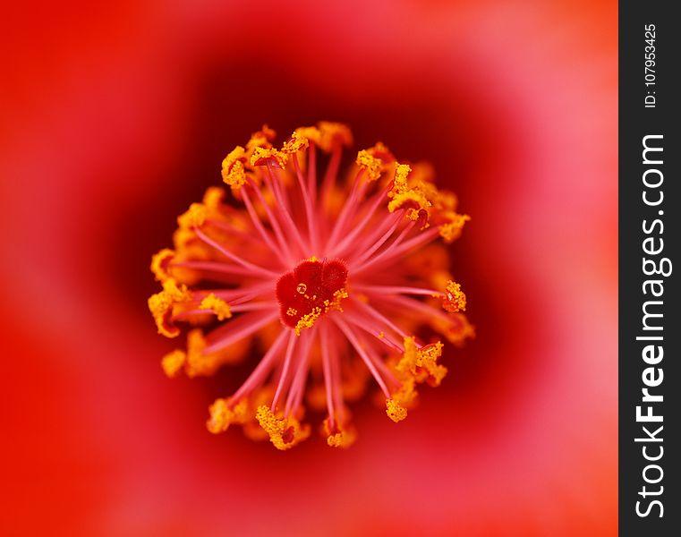 Flower, Orange, Macro Photography, Close Up