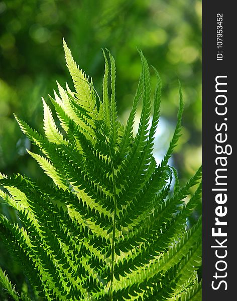 Plant, Vegetation, Ferns And Horsetails, Fern