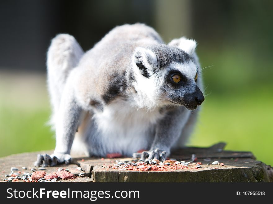 Mammal, Fauna, Lemur, Primate