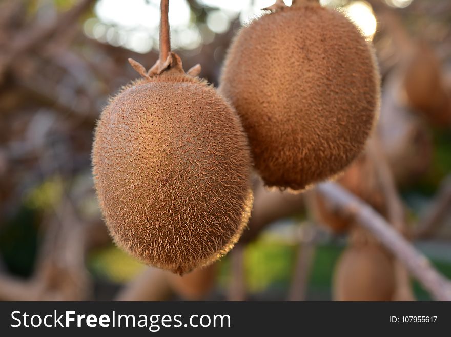 Fruit, Kiwifruit, Close Up, Artocarpeae