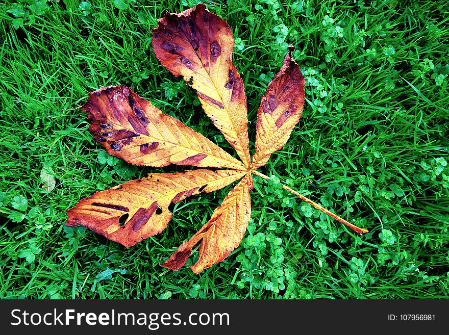 Leaf, Plant, Grass, Autumn