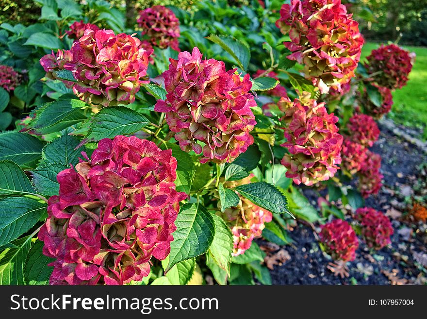 Plant, Flower, Flowering Plant, Hydrangea