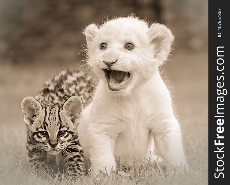 Wildlife, Black And White, Lion, Mammal