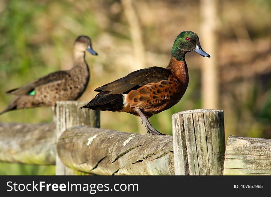 Bird, Duck, Fauna, Ducks Geese And Swans