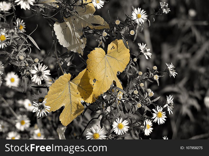 Flora, Flower, Leaf, Plant