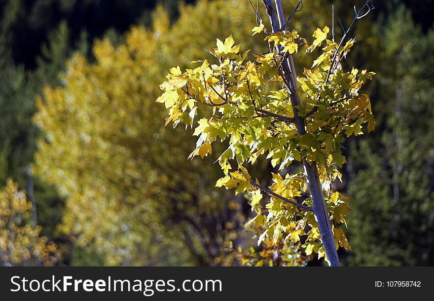 Yellow, Flora, Tree, Plant