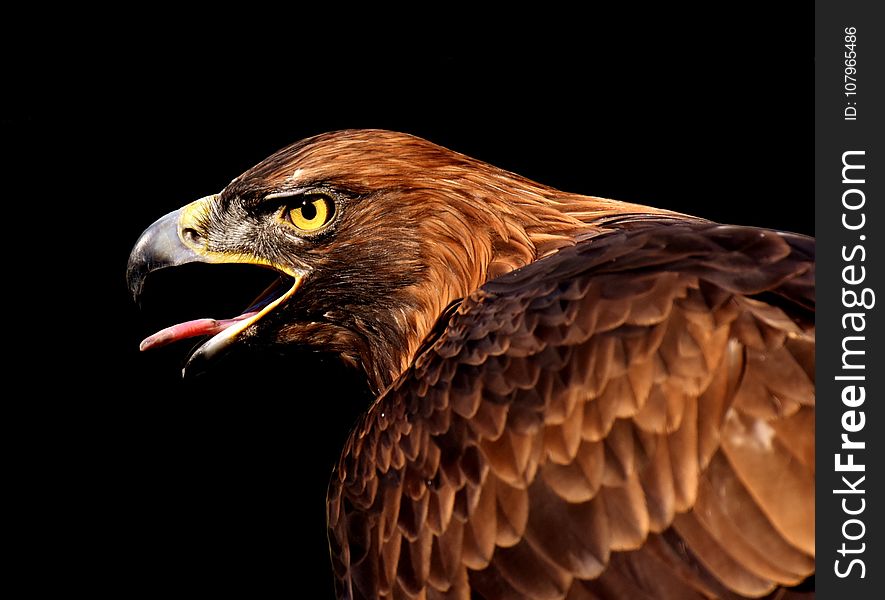 Beak, Eagle, Bird Of Prey, Bird