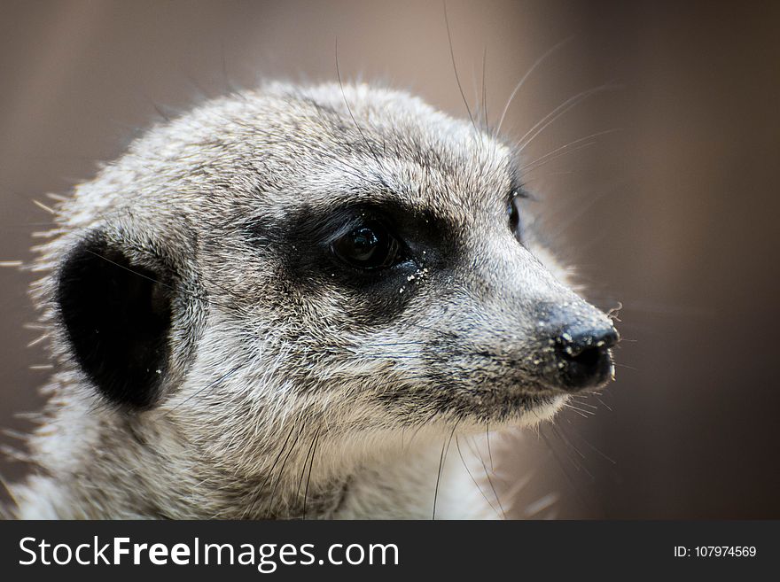 Meerkat, Mammal, Fauna, Whiskers