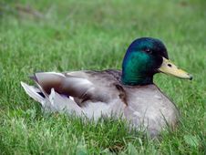 Profile Of A Duck Royalty Free Stock Images