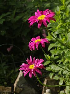 Pink Daisies Stock Photography Pink Daisies Stock Photography