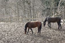 Winter Horses Denmak Royalty Free Stock Image