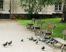Pigeons In City Park Stock Photos Pigeons In City Park Stock Photos