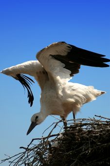 Stork Stock Photo Stork Stock Photo