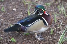 Wood Duck Royalty Free Stock Photography