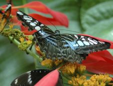 Blue Clipper Butterfly 3785 Stock Image Blue Clipper Butterfly 3785 Stock Image
