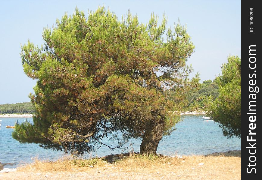 Old tree on sea-side