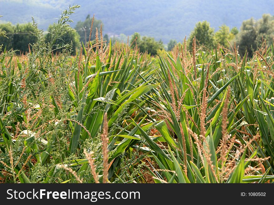 Nice corn field growing near Girona (Spain)
