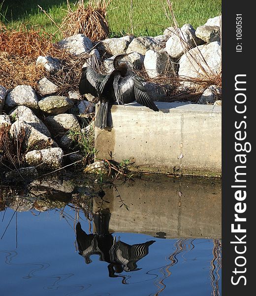 Basking in the warmth of the morning sun, this anhinga is beautifully reflected in the still water. Basking in the warmth of the morning sun, this anhinga is beautifully reflected in the still water.