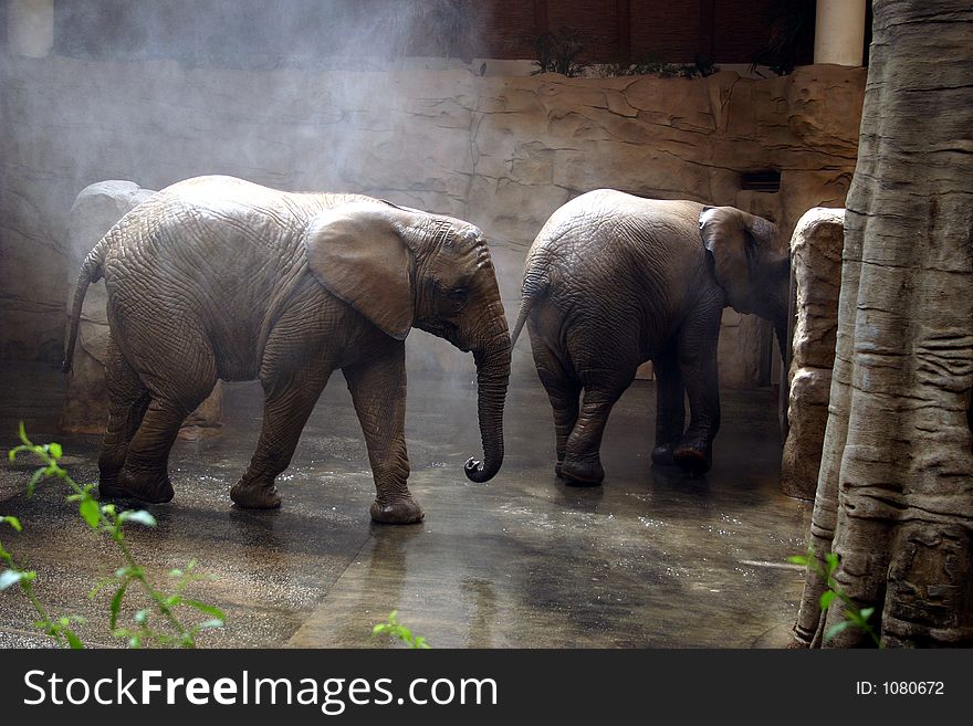 Elephant recreation