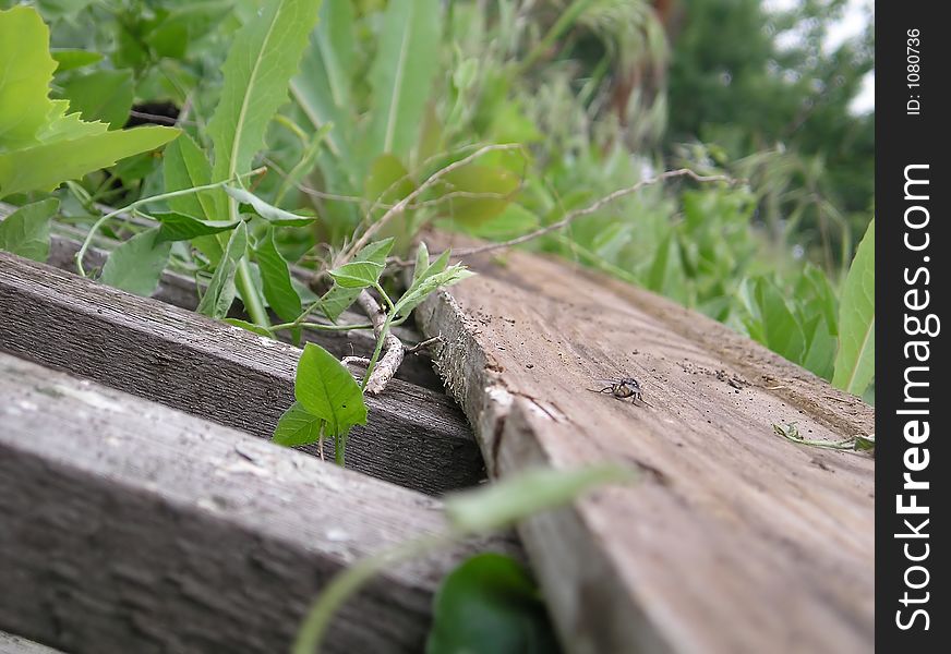 The thrown out and forgotten wooden fence. The thrown out and forgotten wooden fence