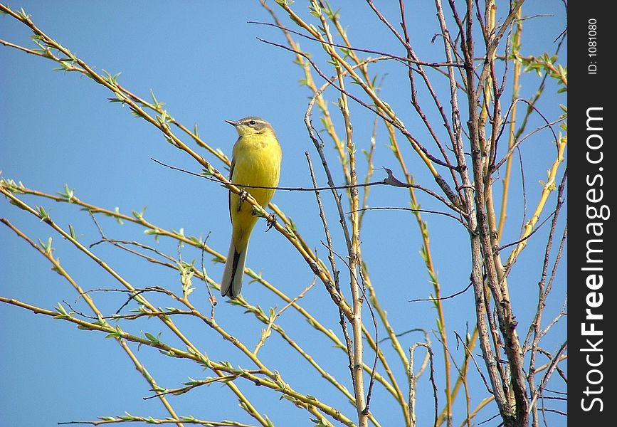 Yellow wagtail in spring