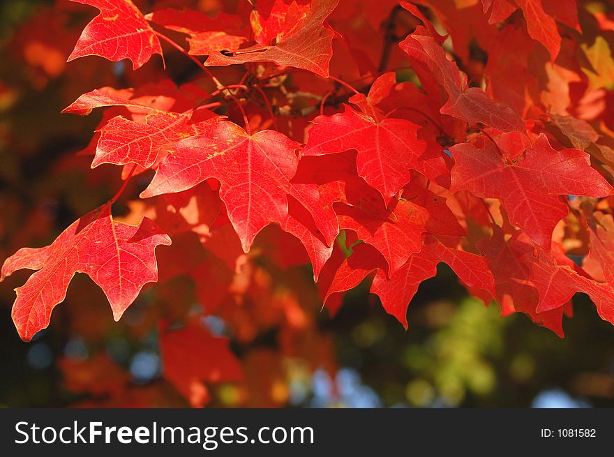 Bright autumn red leaves