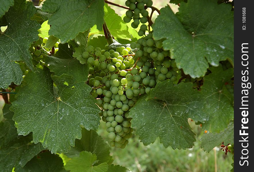 Closeup shot of some grapes in a vineyard. Closeup shot of some grapes in a vineyard